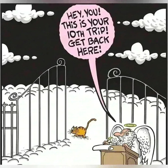 💟➕size Women’s Cotton  Shorts - Picture 7 of 13